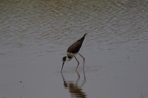 Le Teich 060.jpg