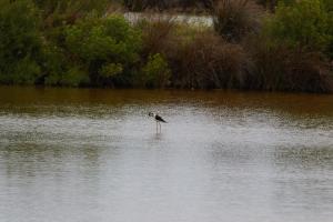 Le Teich 062.jpg