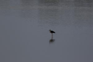 Le Teich 063.jpg