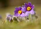 OI Dijon Anemones Pulsatiles.jpg