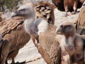 Couple_de vautours_1-Didier-MENGUAL-OI-PAU.jpg