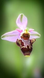 Orchidée.jpg